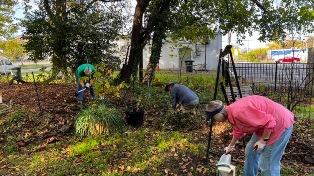 invasive plant removal