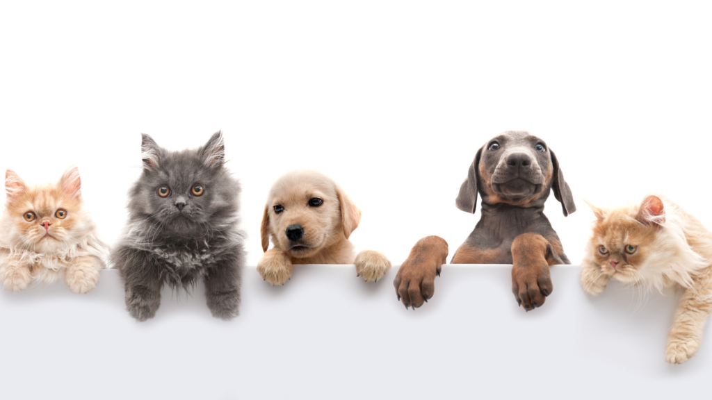 animals
